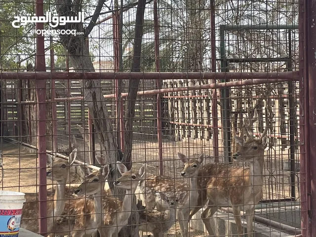 غزلان فلودير من افضل أنواع الغزلان