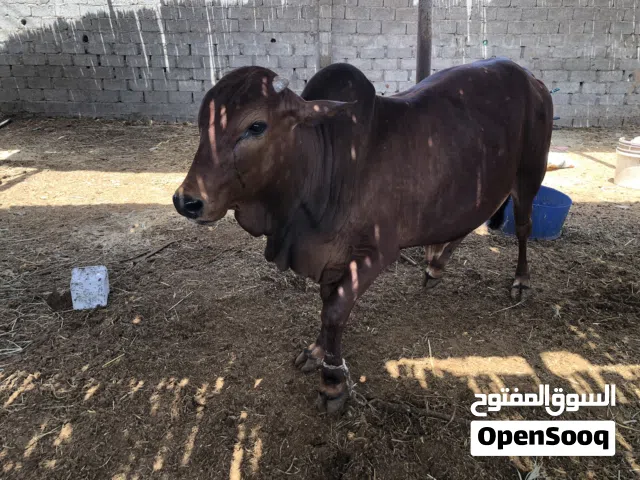 مطلوب باب كريل بيكب هيلكس