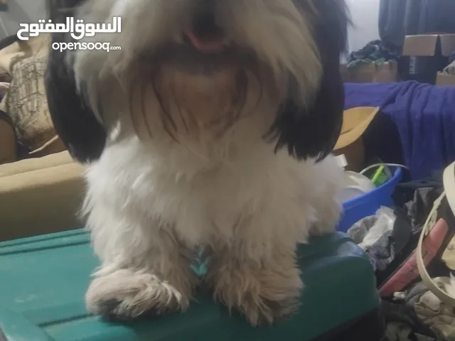 ذكر ميني شيتزس 11 شهر