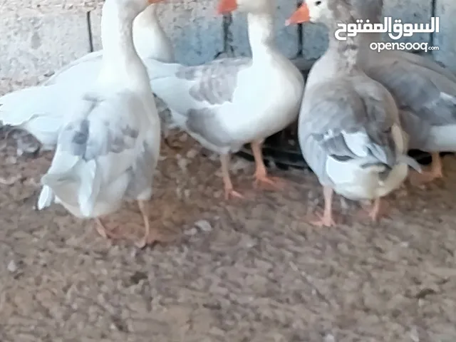 5 وز للبيع