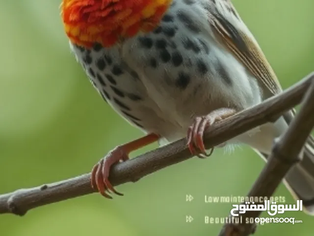 8 Beautiful and Healthy Zebra Finches with Large Spacious Cage Full Set for Sale :)