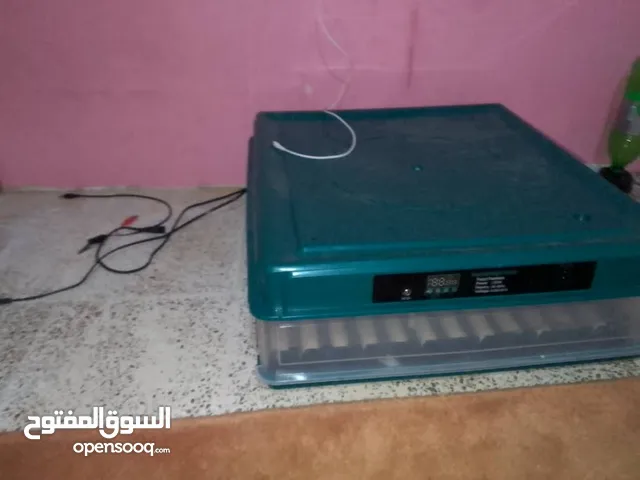 حضانة دجاج