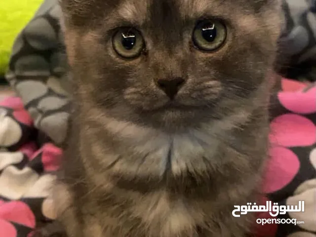 قطة مكس همالايا للبيع