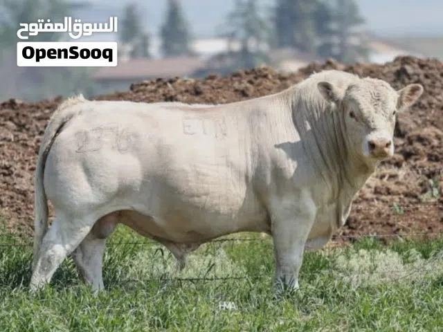 مطلوب عجل