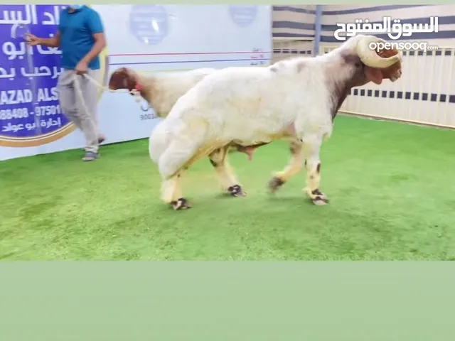 خروف نعيم فحل مرسس طوله فوق ال 90 منتج يقرع هد ويد