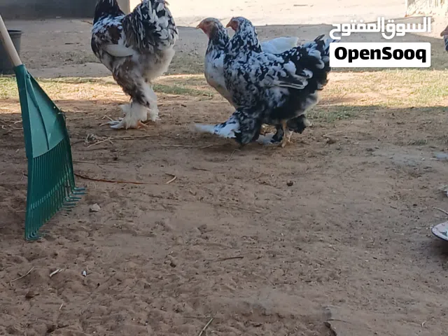 متوفر دجاج برهما موصفات الله يبارك
