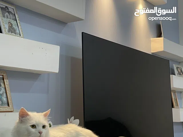 Persian cat for sale 5bd only  12 months only  Handsome male cat for sale 5 bd only