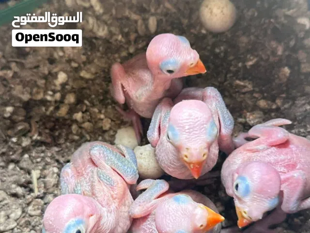 فروخ متوه للبيع