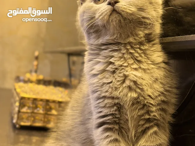 انثى scottish straight سكوتش ستريت مستوى عالي