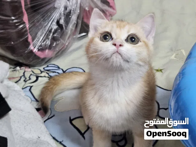 Scottish fold gold  male