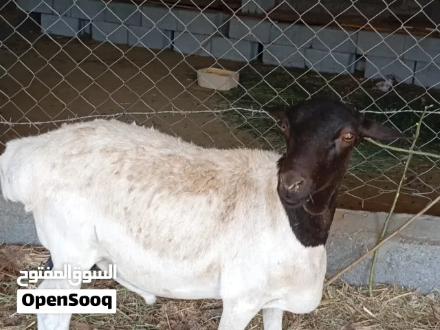 كباشا وجدايا صوماليات للبيع فول سمنه