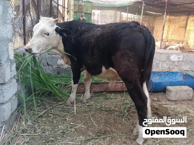 ثـــور ظفاري  مــطعوم 8 اشهر
