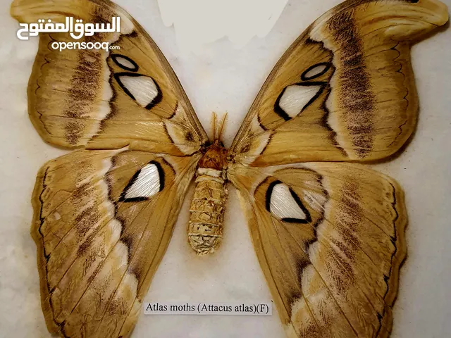 فراشة (atlas moth) اكبر فراشة بالعالم للبيع
