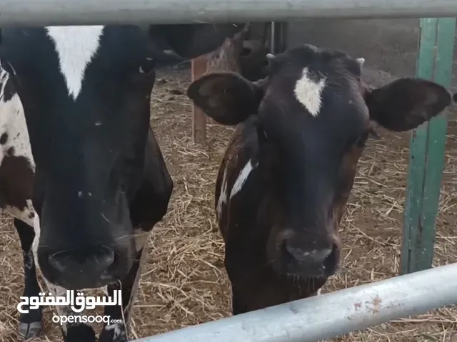 بقرة تحتها عجلة تهجين ماشاء الله رويانه حليب