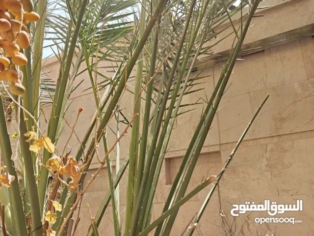 فسيل نخل برحي اصلي  للبيع في البصرة يصلح لحدائق البيوت معروض للبيع