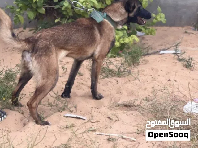 انتايه كيف مقرزنه ليها يومين انتايه كان دكر واتي كسب بس و في تبديل