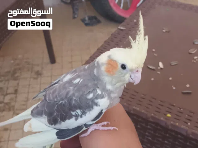 جوز كوكتيل