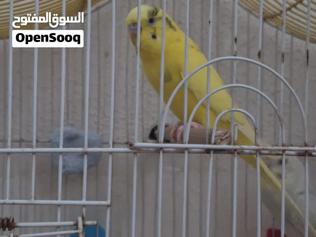 بقلينو لاتينو ربي بارك ماشاء الله حاج مليحه