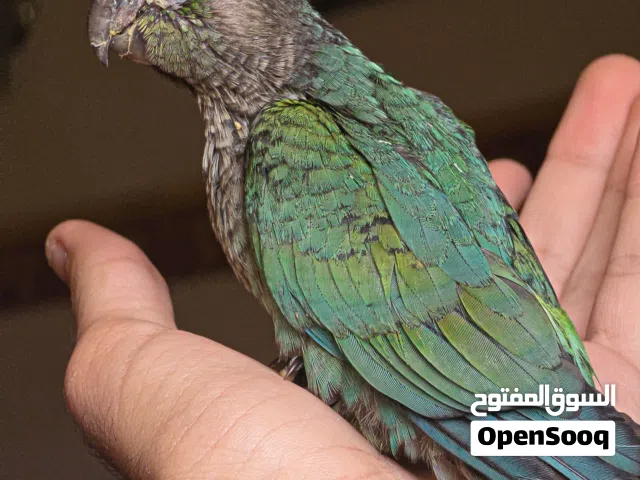 لهواه الشقاوه والتميز اجمل جوز ببغاء كونيور تركواز وباينابل مراحل فطام اعمار 50 يوم بدون اي عض