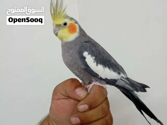 عصفير كنار عصفير حب عصفير كوكتيل عصفير روز عصفير فيشر