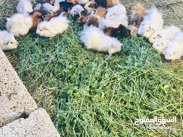 متاح للبيع قندي