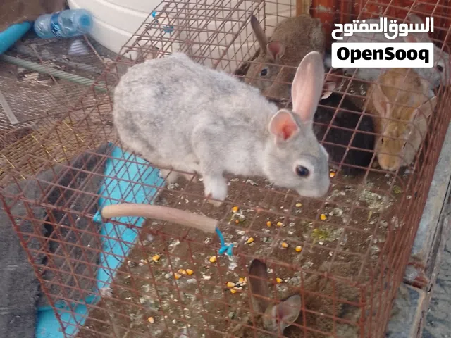 ارانب للبيع