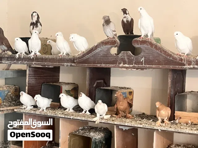 حمام مشكل للبيع