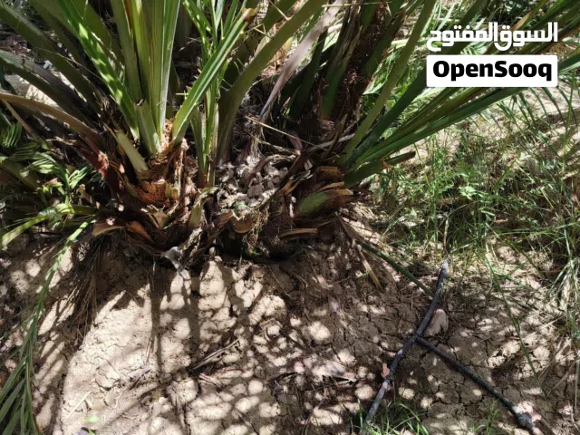 نخيل للبيع في ابو الخصيب برحي ساير