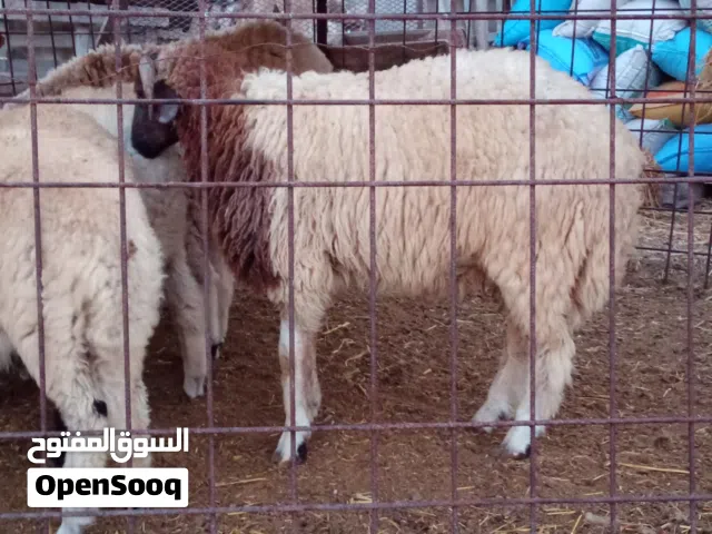 حواله للبيع تلات حواله الصغار وحوليه ومعاهم 2اغلاظ واحد علي بدل