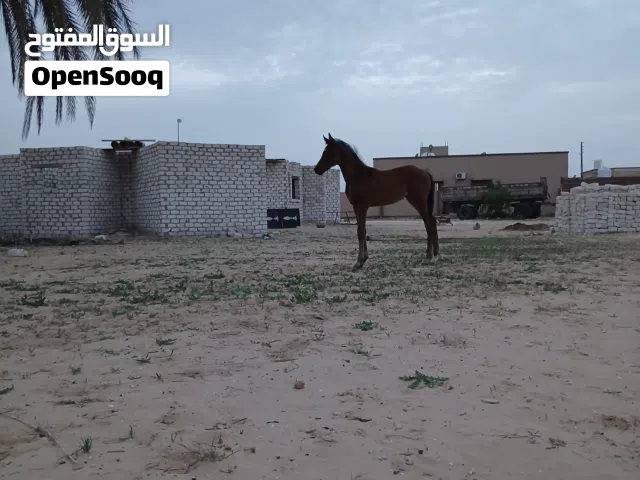 فلوة انجليزية انتاج محلي