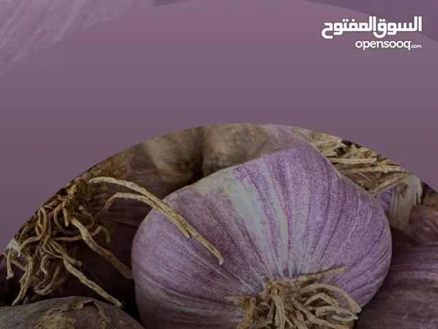 ثوم الجبل الأخضر حصاد 2025