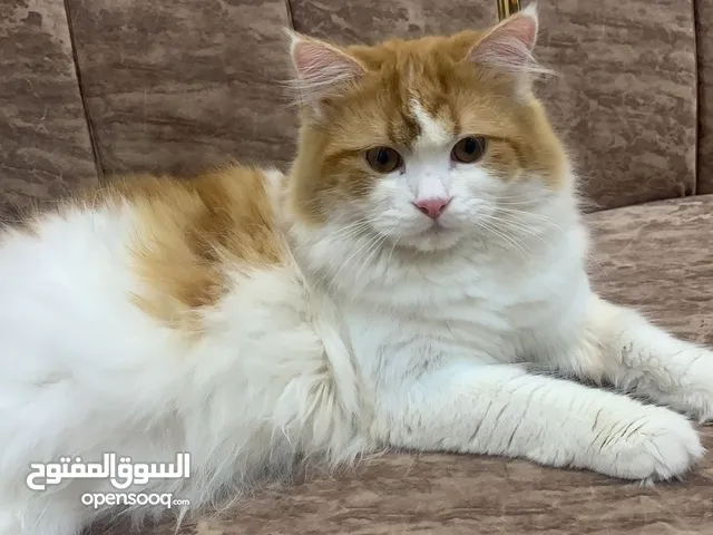 شيرازي عمره سنه ونص