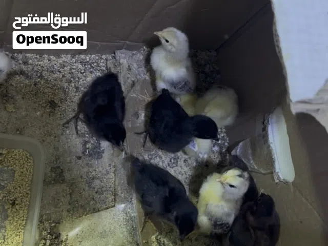 للبيع افراخ كويتي