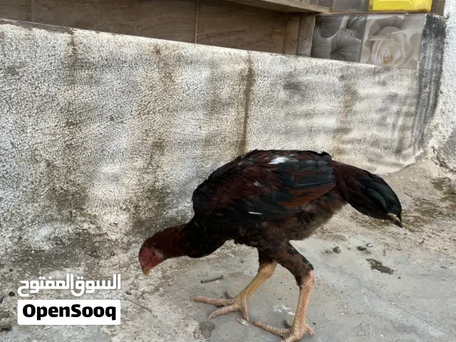 متاح فرخه بكستانيه العمر 5شهور