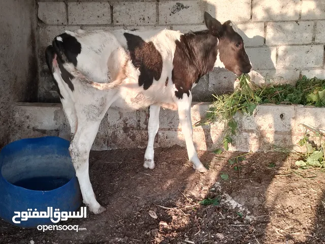 بسم الله ما شاء الله عجله عز المقنوه كفاله من كل شي