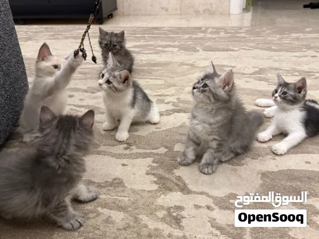 قطط جميلات تسلب الفؤاد