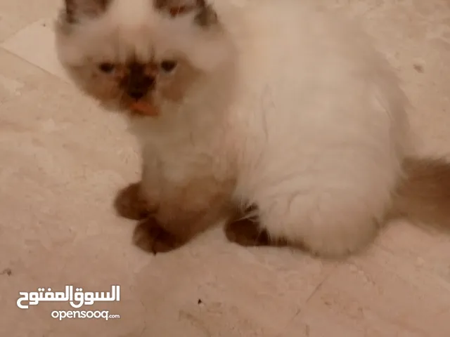 قطه هيمالايا للبيع