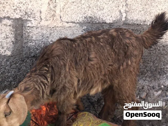 صخلة من الحلال الجواميد اللون البني
