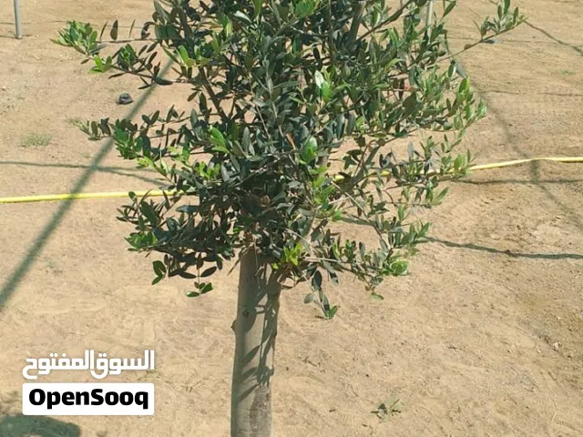 Olive Tree – شجرة الزيتون