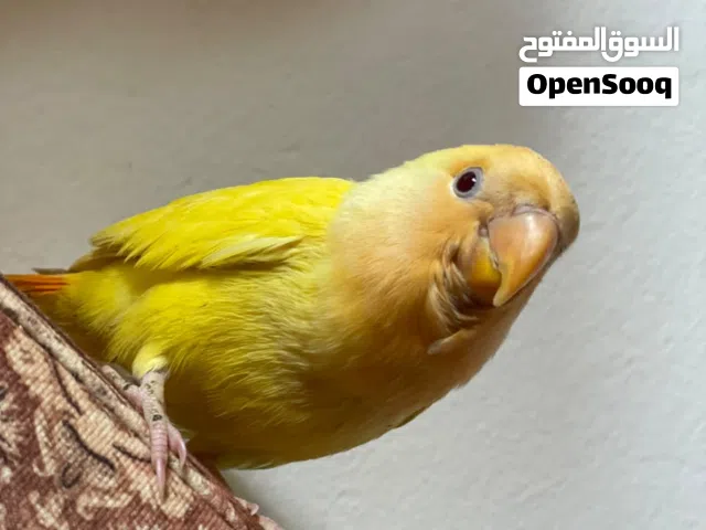 عصفور روز اوبلاين