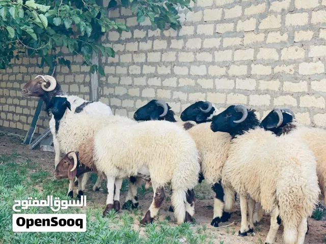 5خرفان ماشاءالله البيع