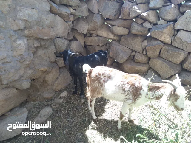 ثنتين غنم للبيع غنمي هندي وغنمي اخر