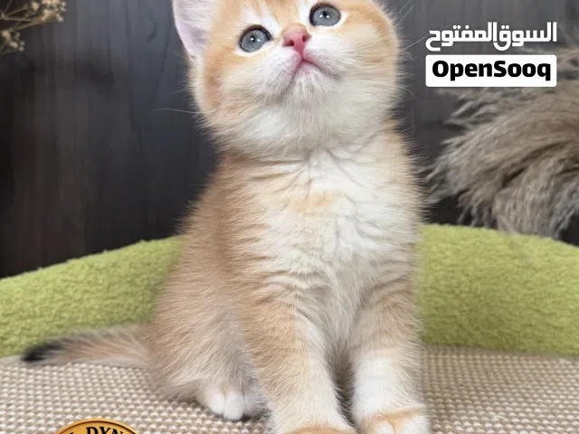 برتش (بريطاني) ny12 British Shorthair