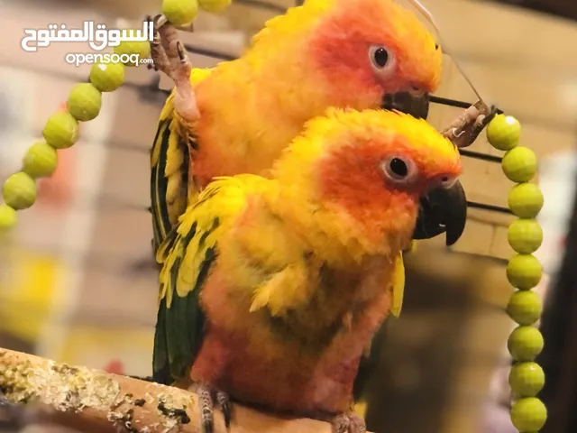 ببغاء السنكنيور