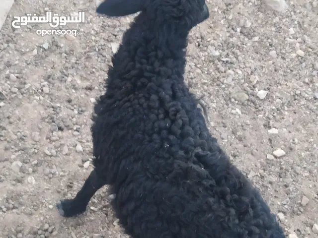 للبيع حمله مال درا مذيار ترضع مرضعه وترضع من الهووش ووبصحه ممتازه