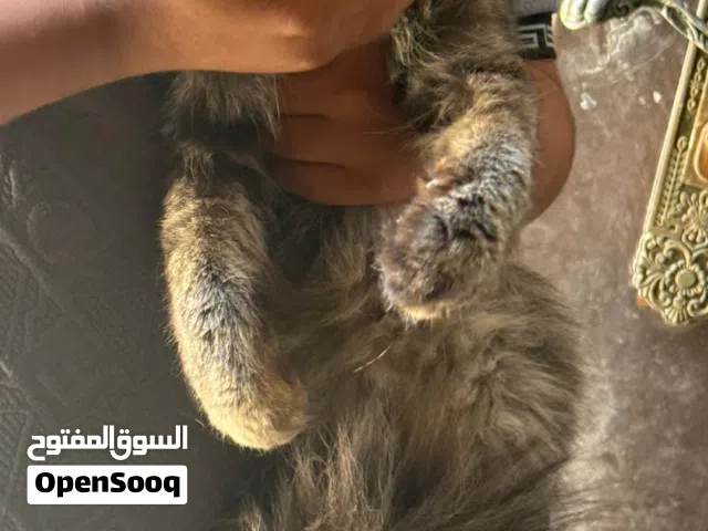 قطط منزليه جميله للبيع