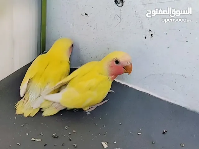 فراخ روز لاتينو عين حمرا
