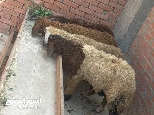 بسم الله الرحمن الرحيم الاثنين14/7/2025 متاح4دكره خشنين 4خرفان النوع/أوسيمي ورحماني غنم تربيه بيتي