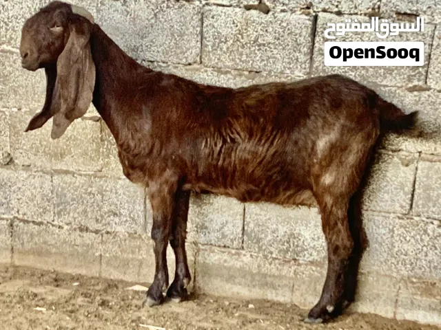 عنز قبرصيه درجه اولي ربي يبارك