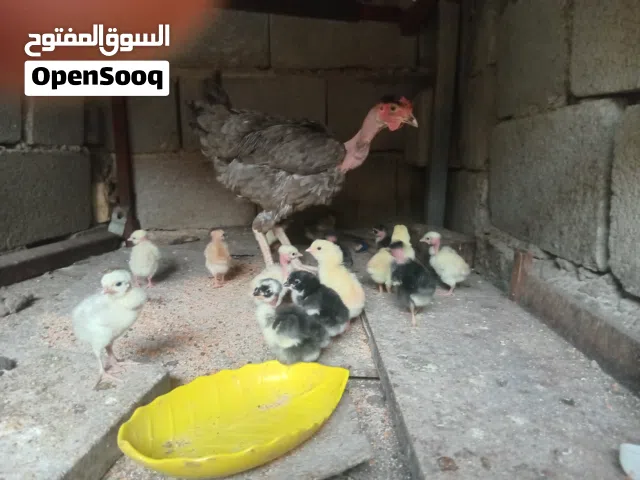 دجاجة ام ركيبة جواها 8 افراخ